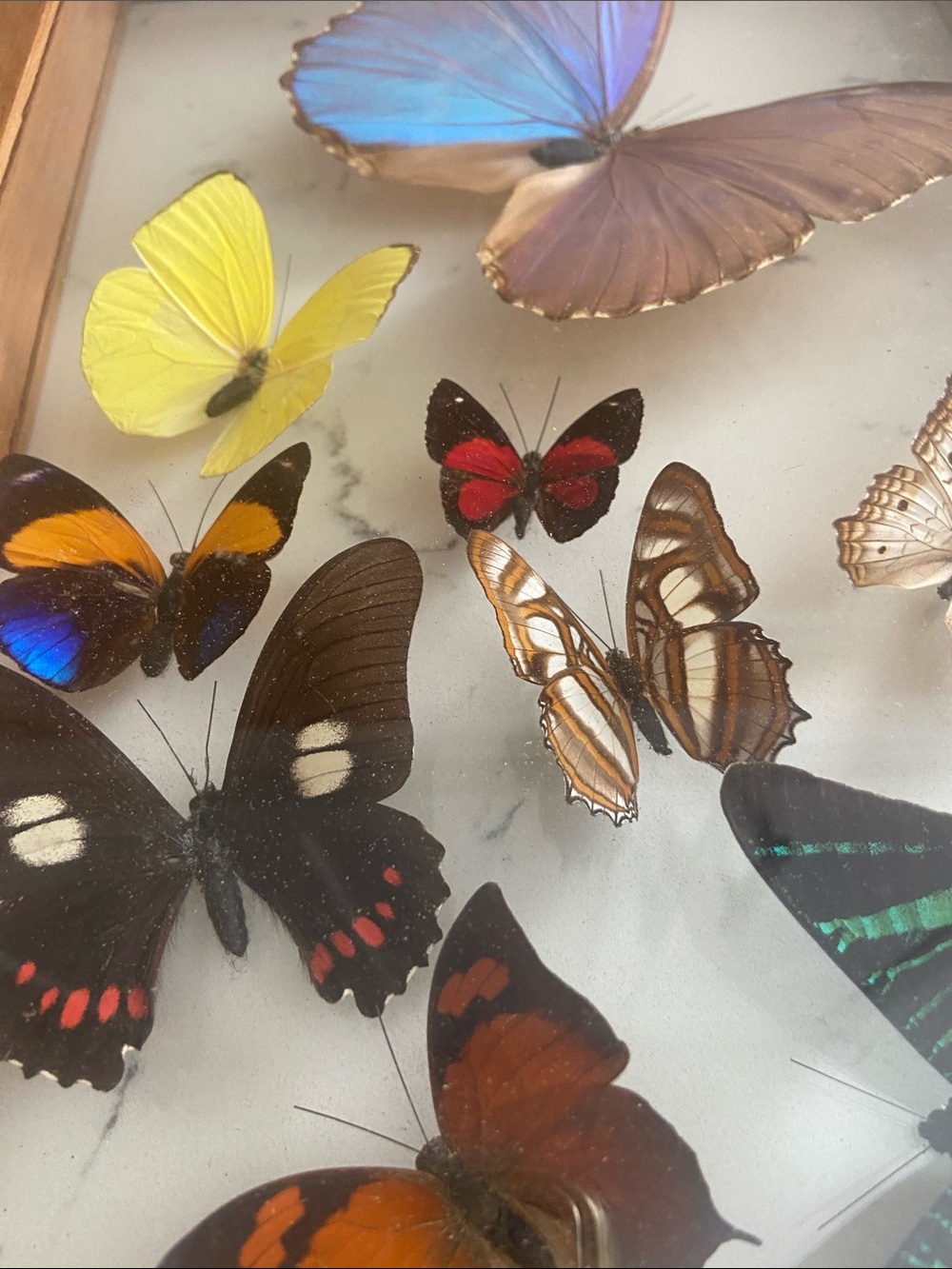 Vintage Real Butterfly Specimen Shadow Box Blue Morpho Wood Frame - Picture 6 of 12